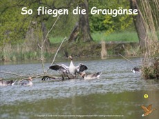 Der-Flug-Graugans-Fotopräsentation-1.pdf